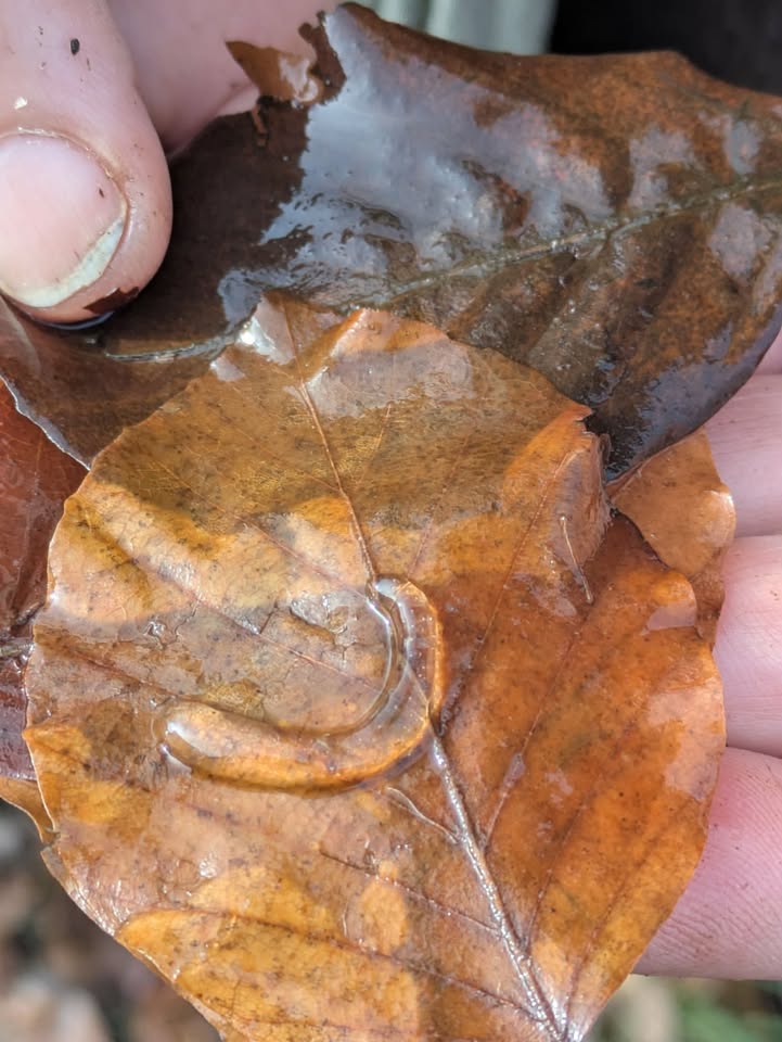 Au Champ-Etre, tiers-lieu nourricier